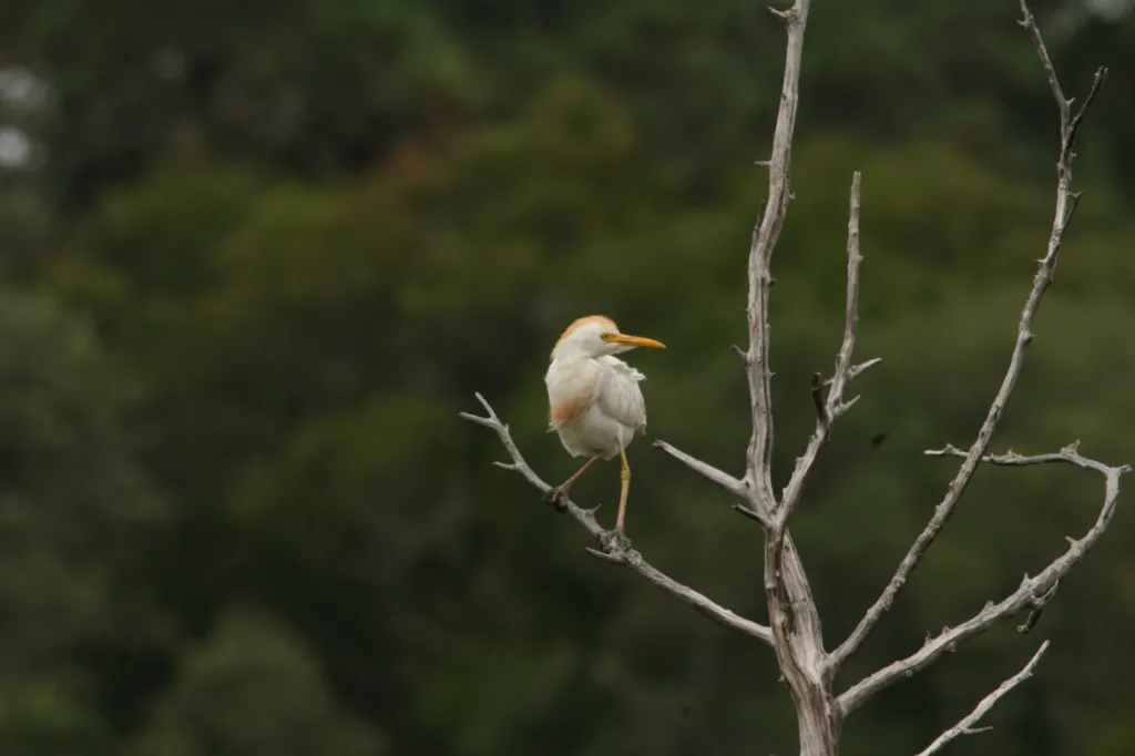 Western Cattle Egret (Veereier)