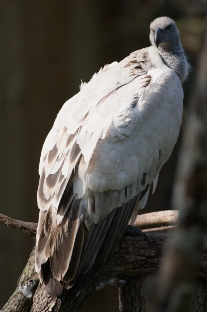 White-backed Vulture (Witrugaasvoël)