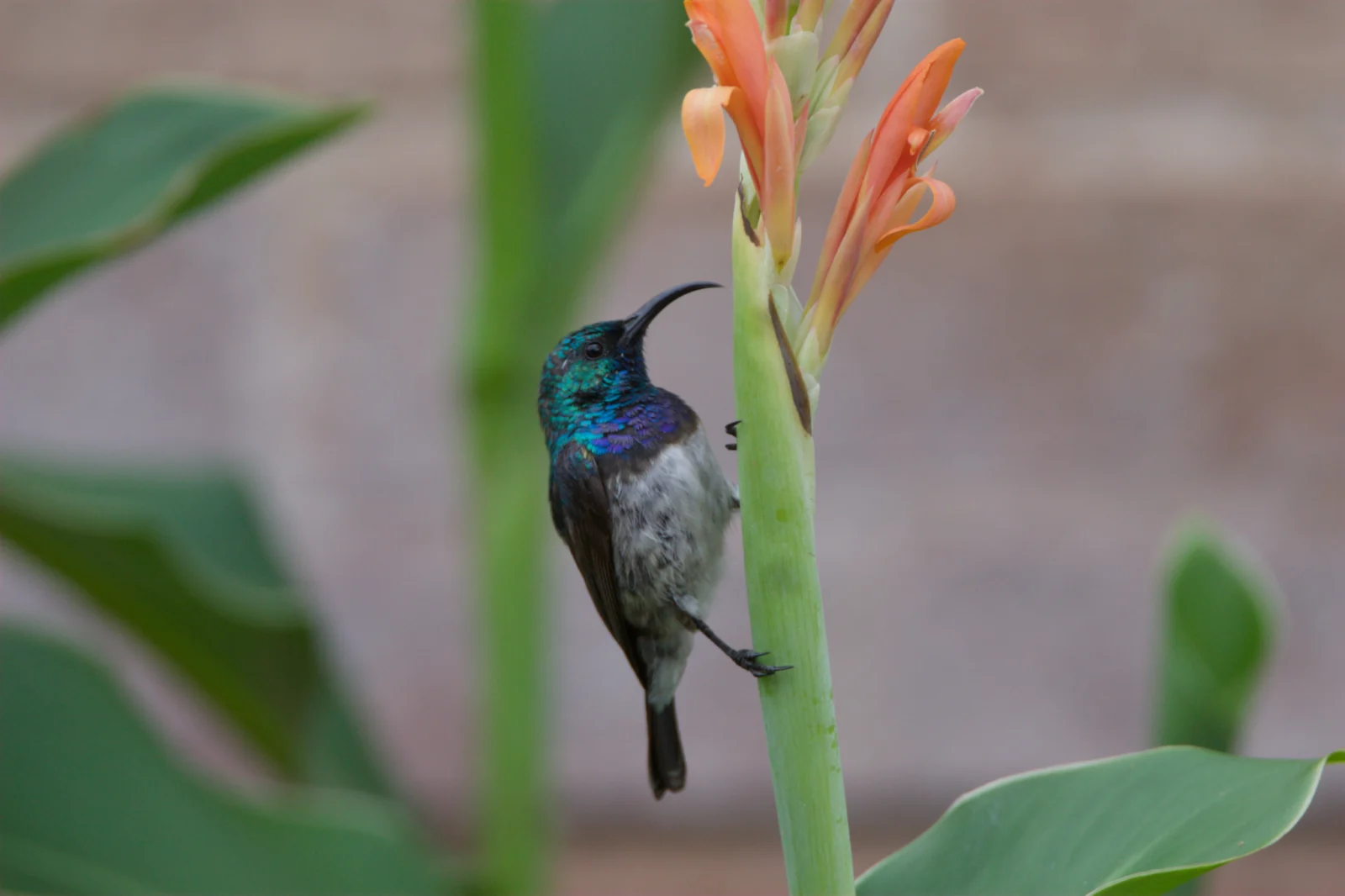 White-bellied Sunbird (Witpenssuikerbekkie)
