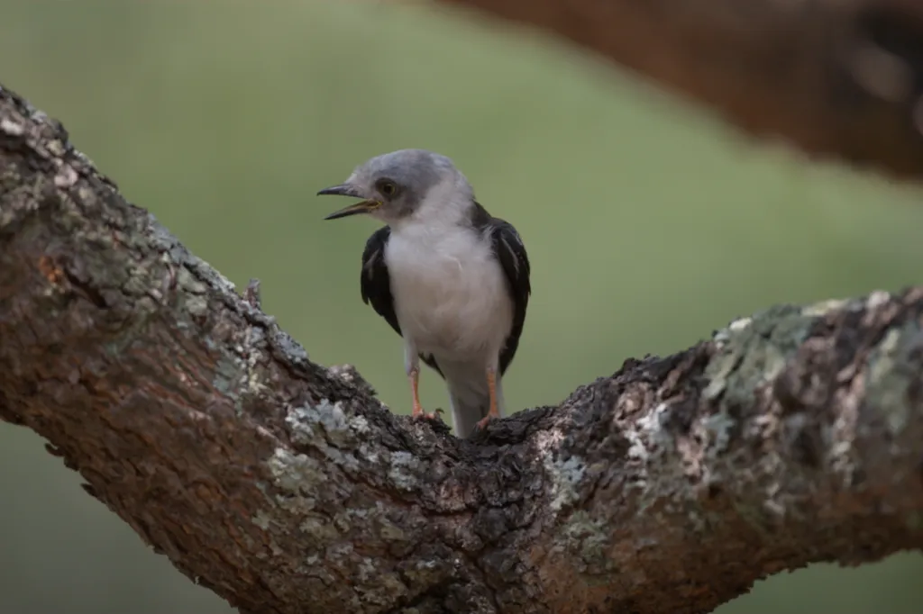 White-crested Helmet-Shrike (Withelmlaksman)
