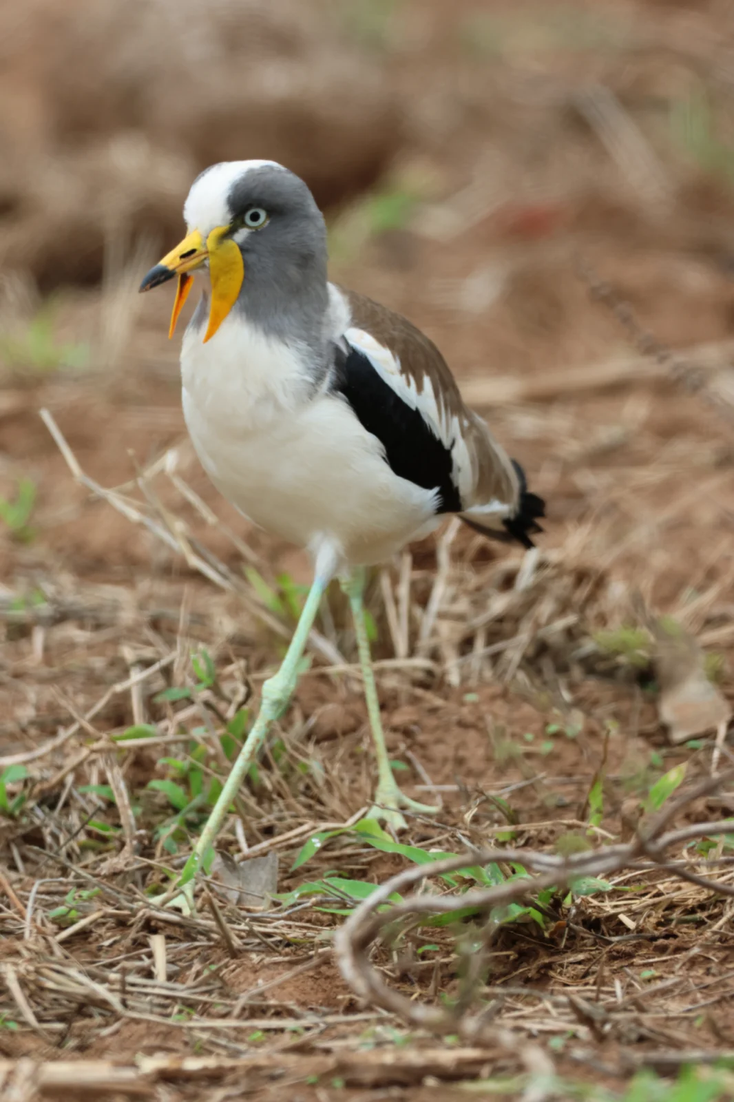 White-crowned Lapwing (Witkopkiewiet)