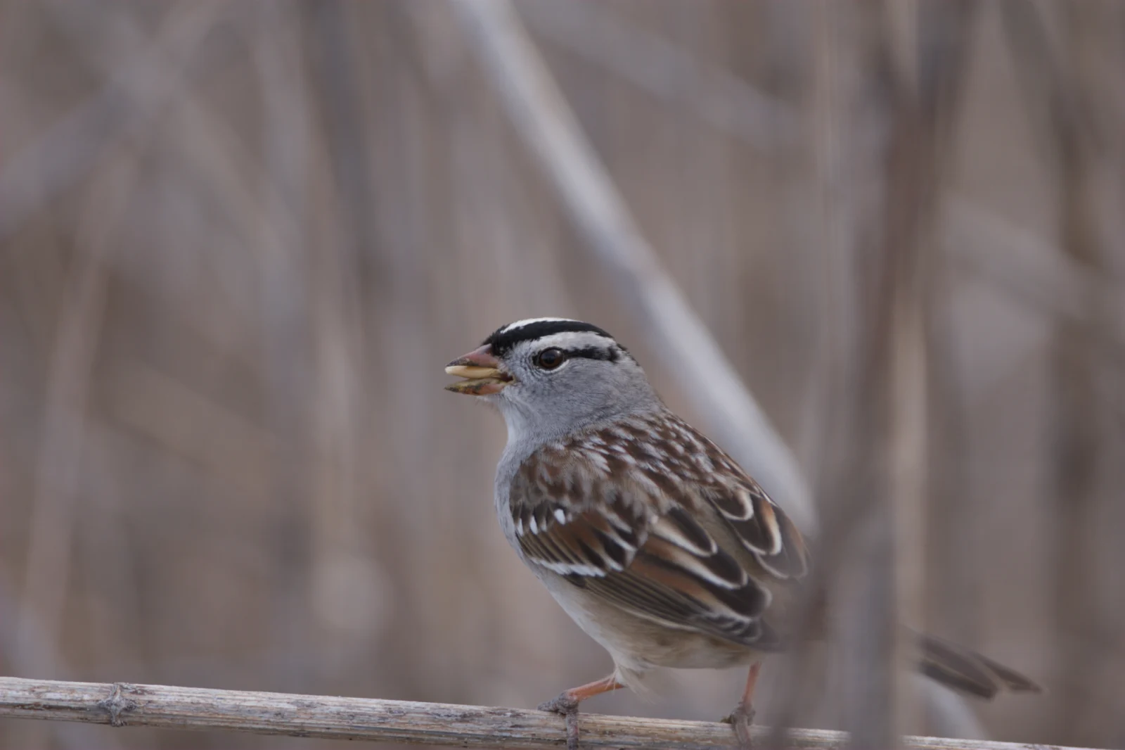 White-crowned Sparrow