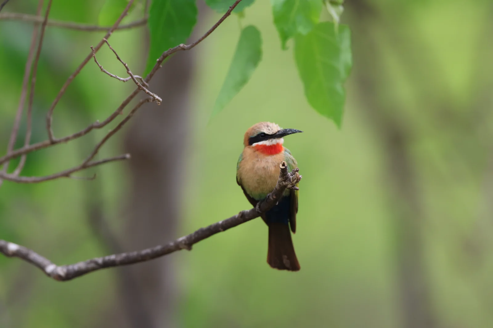 White-fronted Bee-eater (Rooikeelbyvreter)