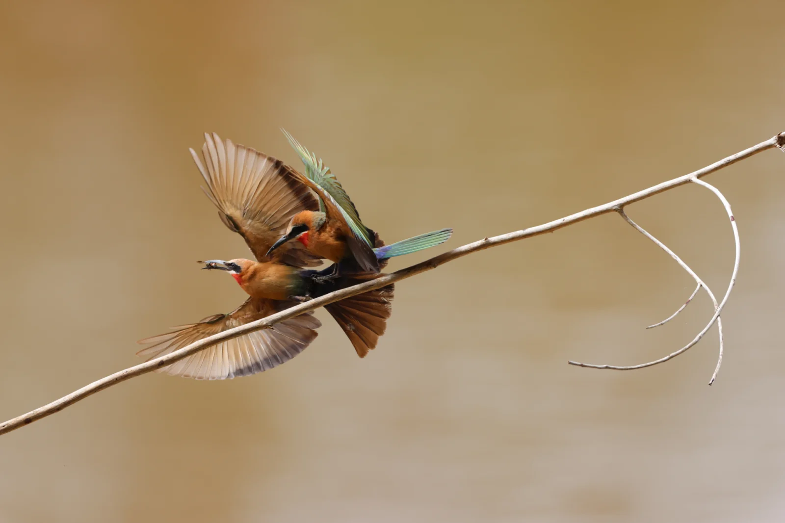 White-fronted Bee-eater (Rooikeelbyvreter)