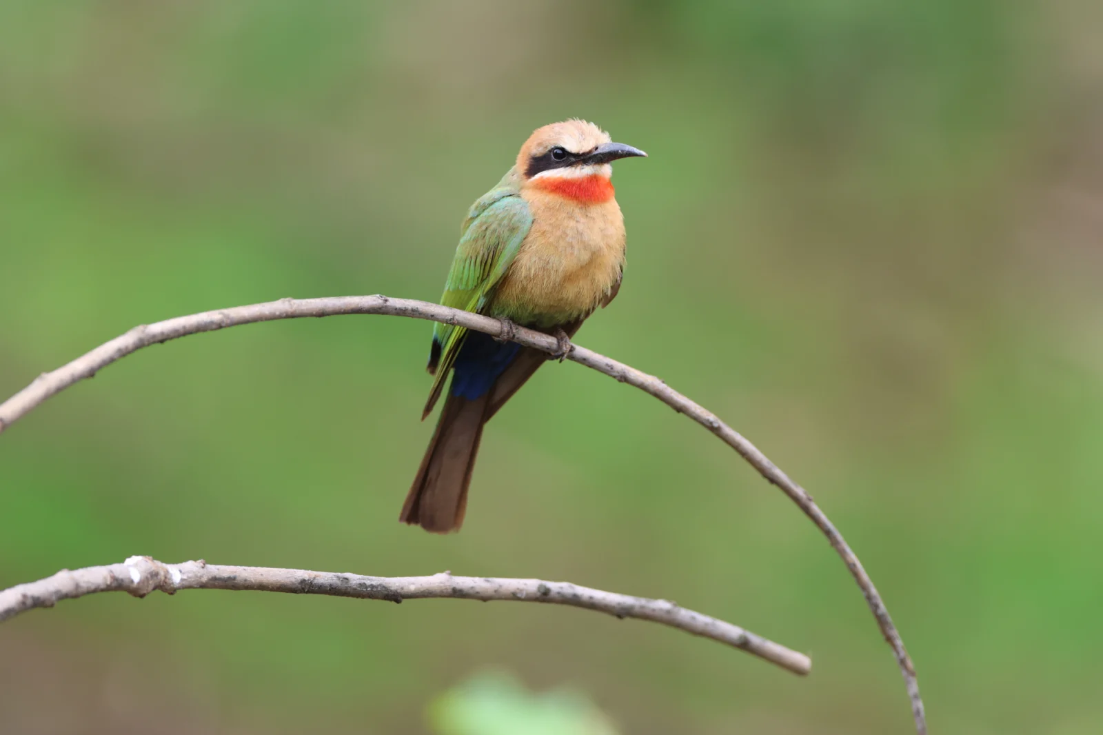 White-fronted Bee-eater (Rooikeelbyvreter)