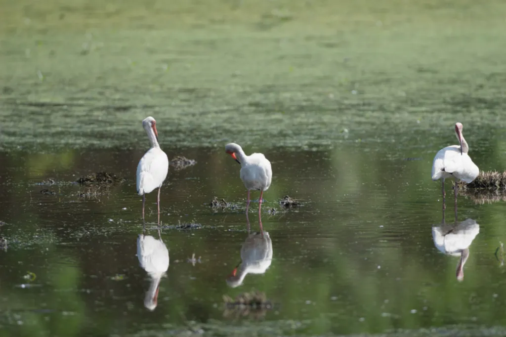 White Ibis