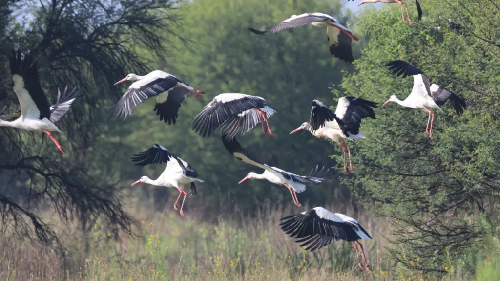 White Stork (Witooievaar)