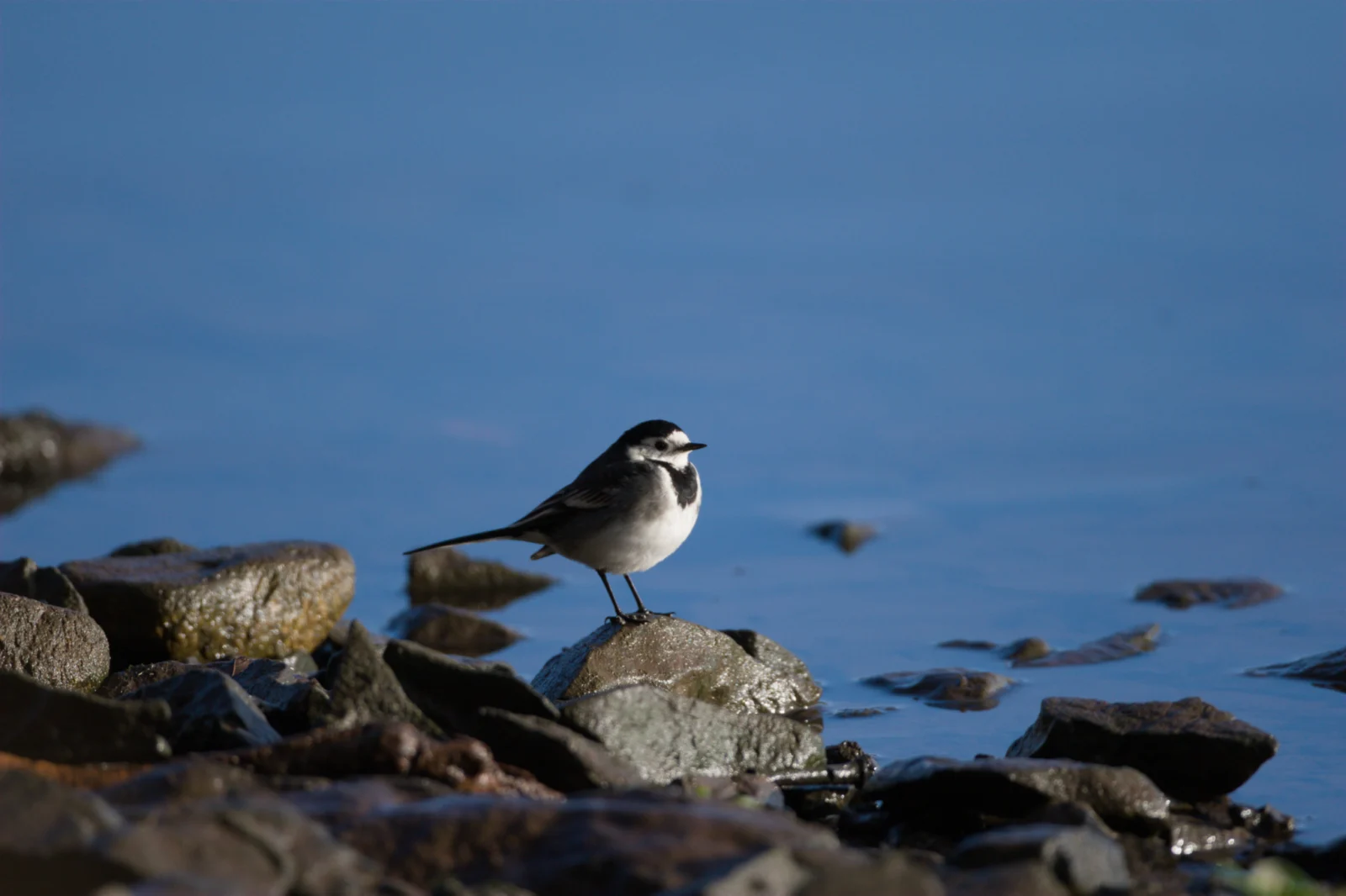 White Wagtail (Witkwikkie)