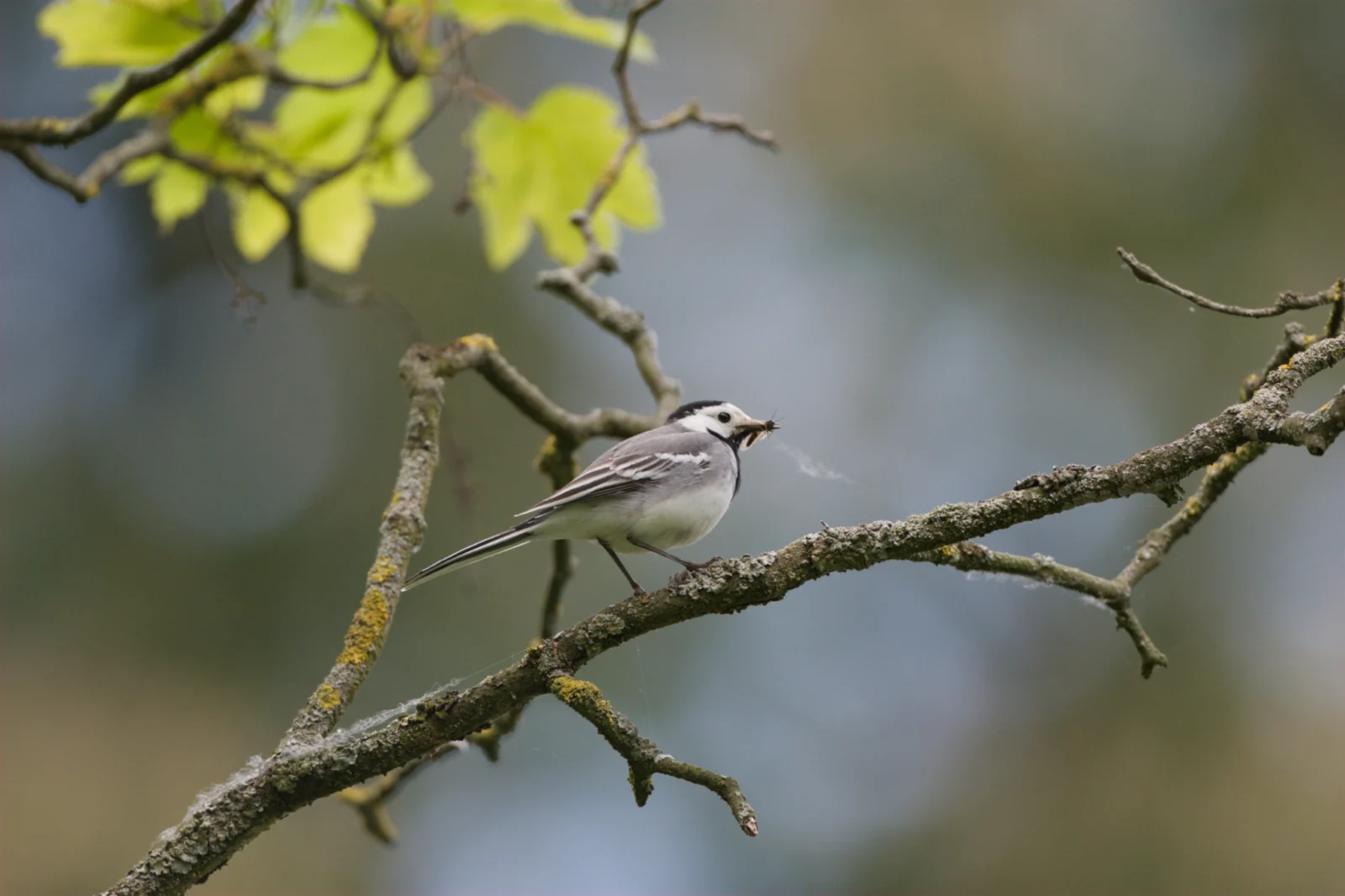 White Wagtail (Witkwikkie)