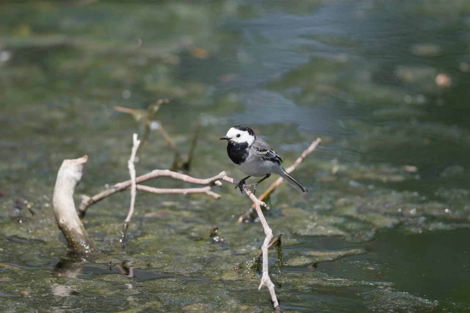 White Wagtail (Witkwikkie)