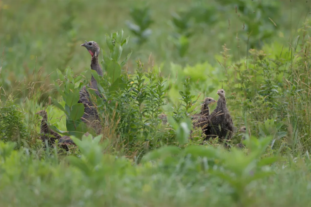 Wild Turkey