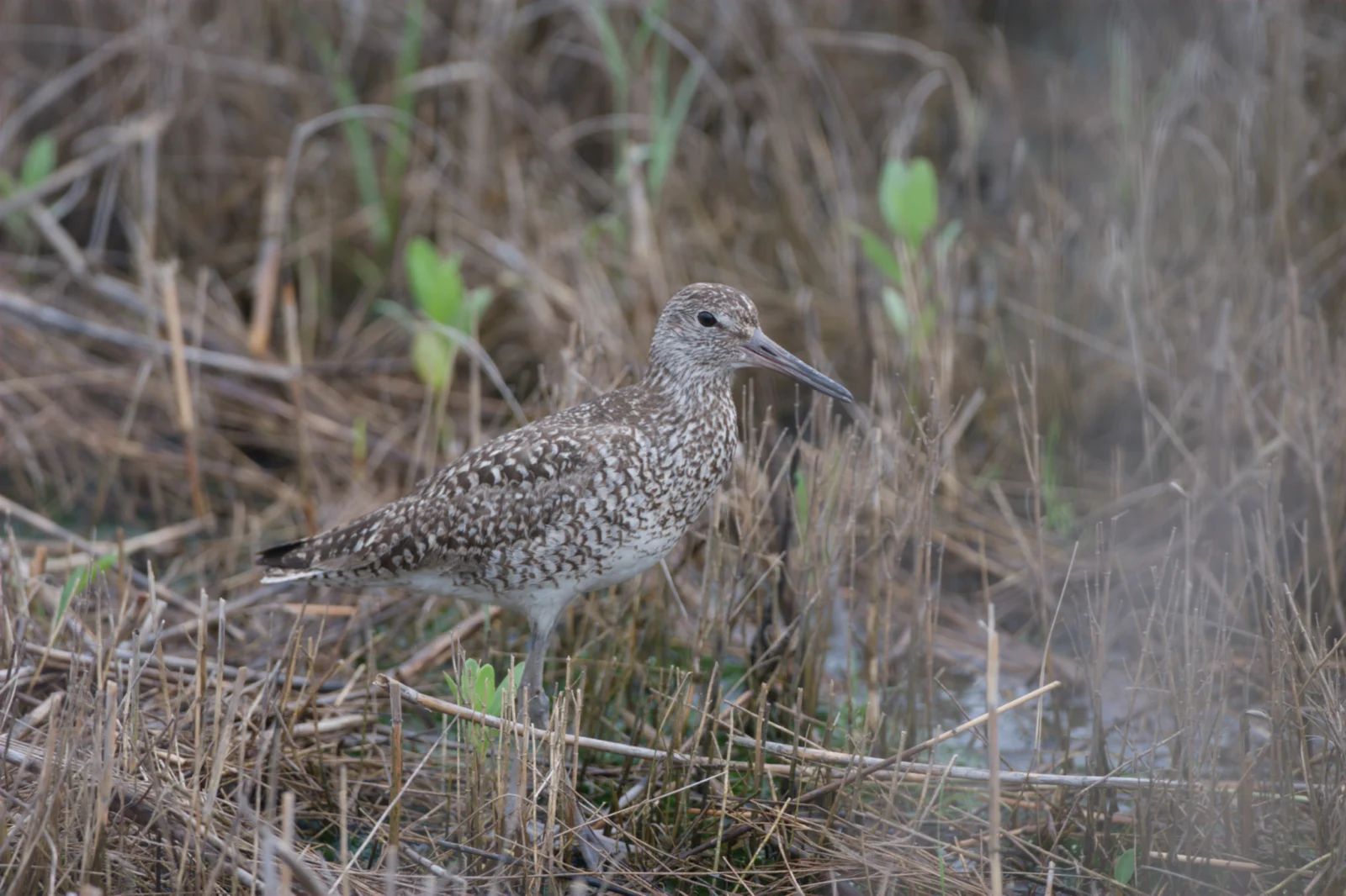 Willet