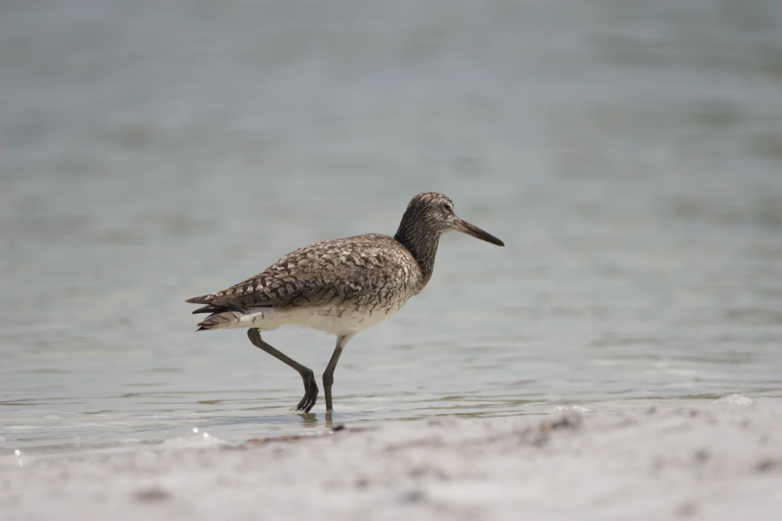 Willet