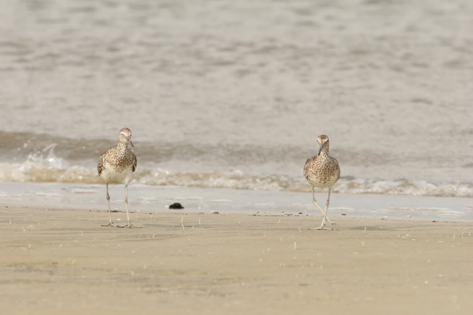 Willet