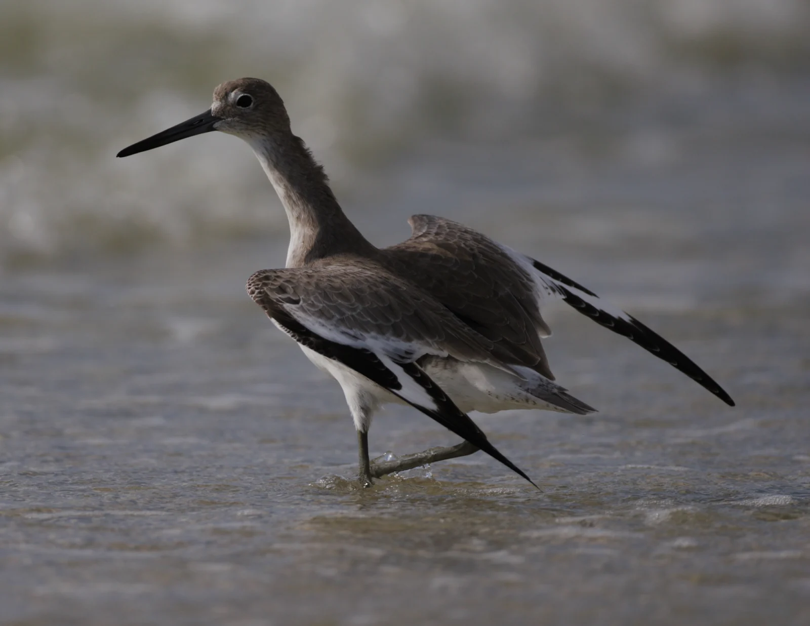Willet