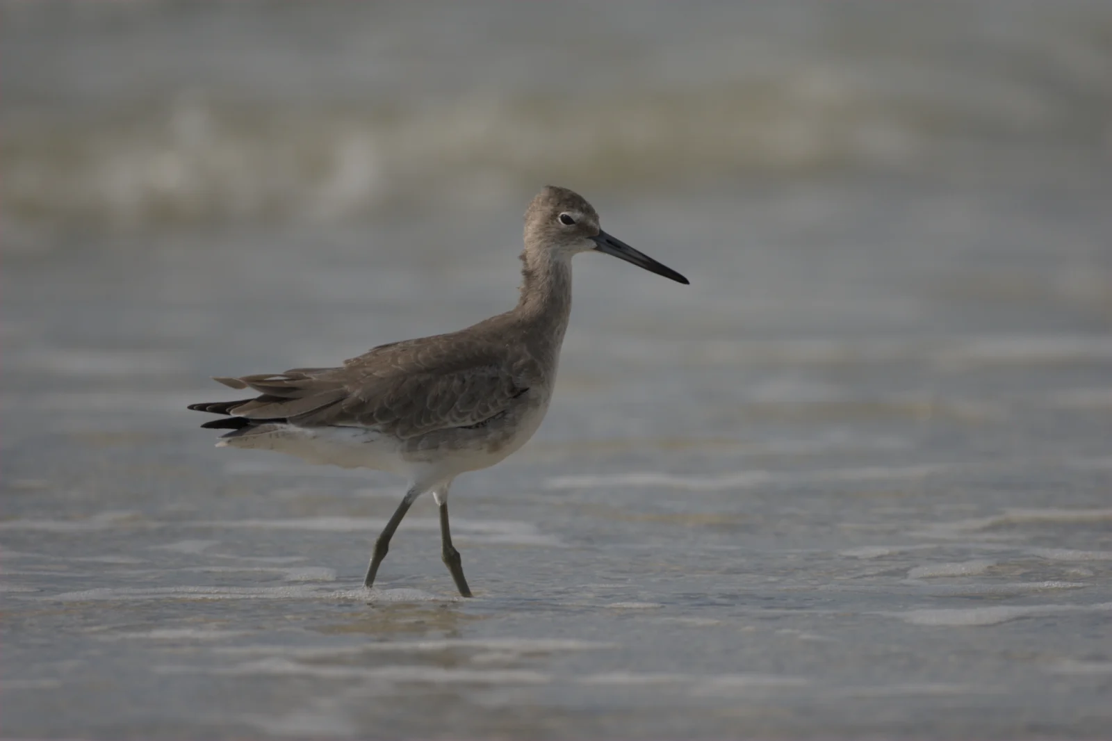 Willet