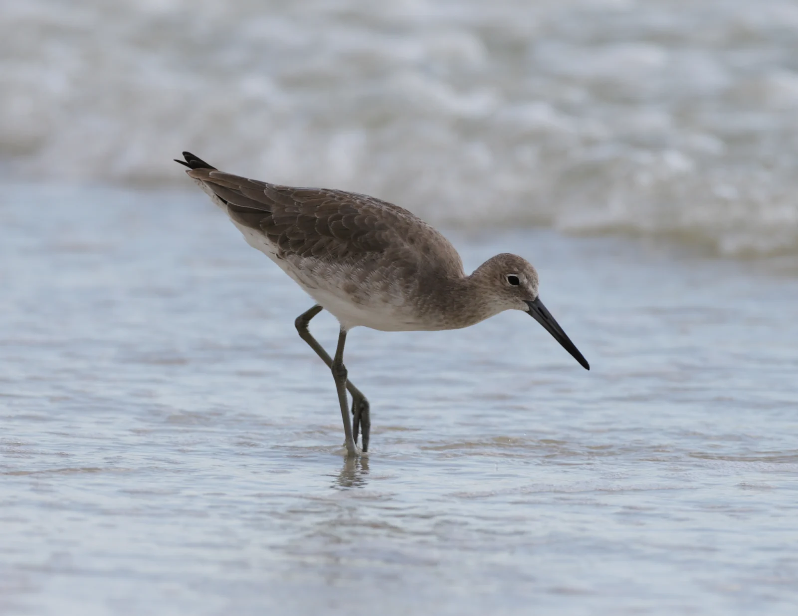 Willet