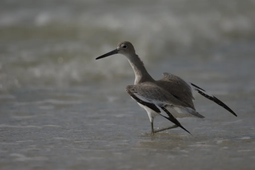Willet