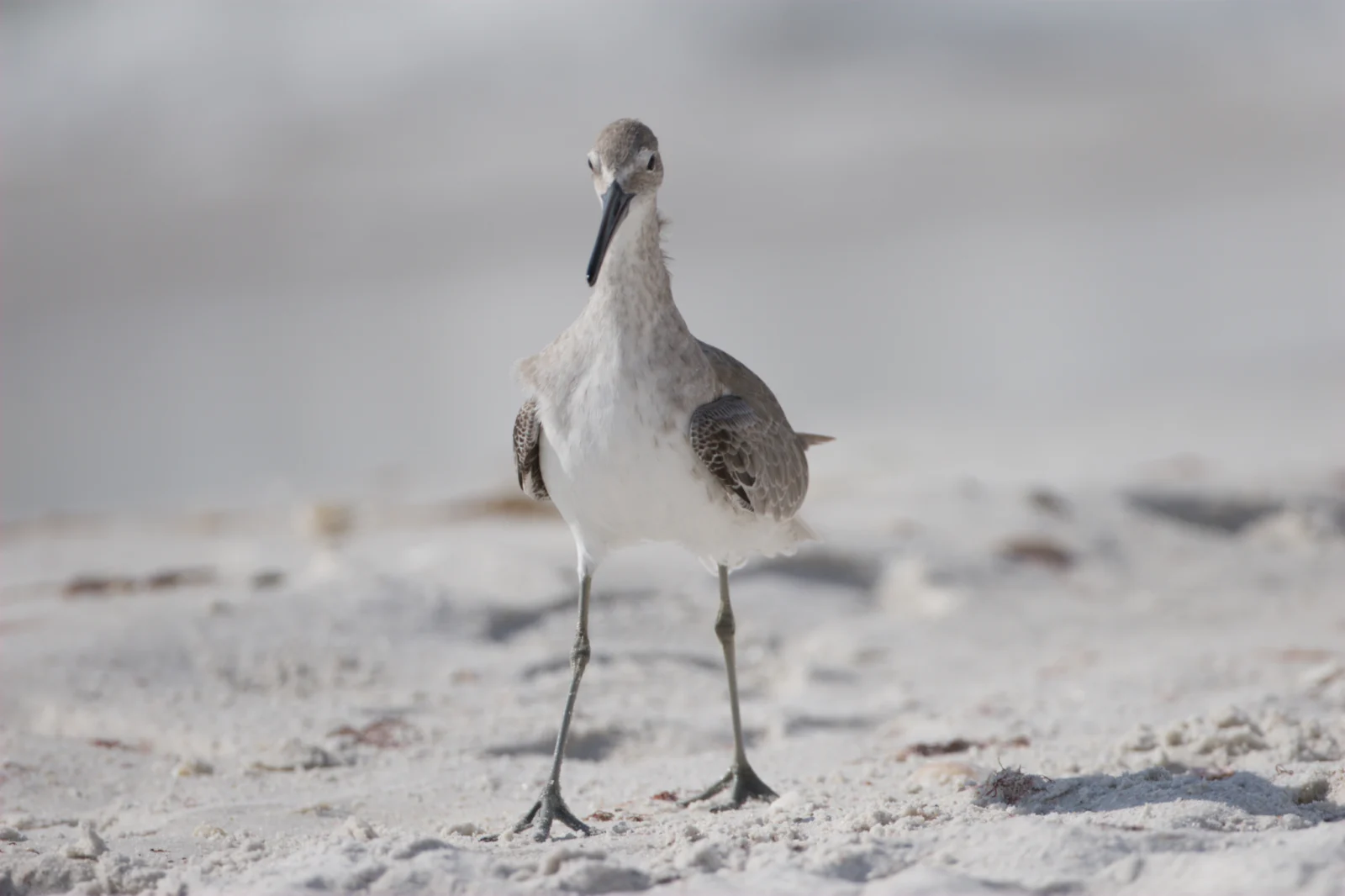 Willet