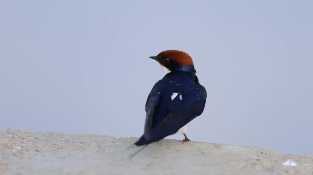 Wire-tailed Swallow (Draadstertswael)