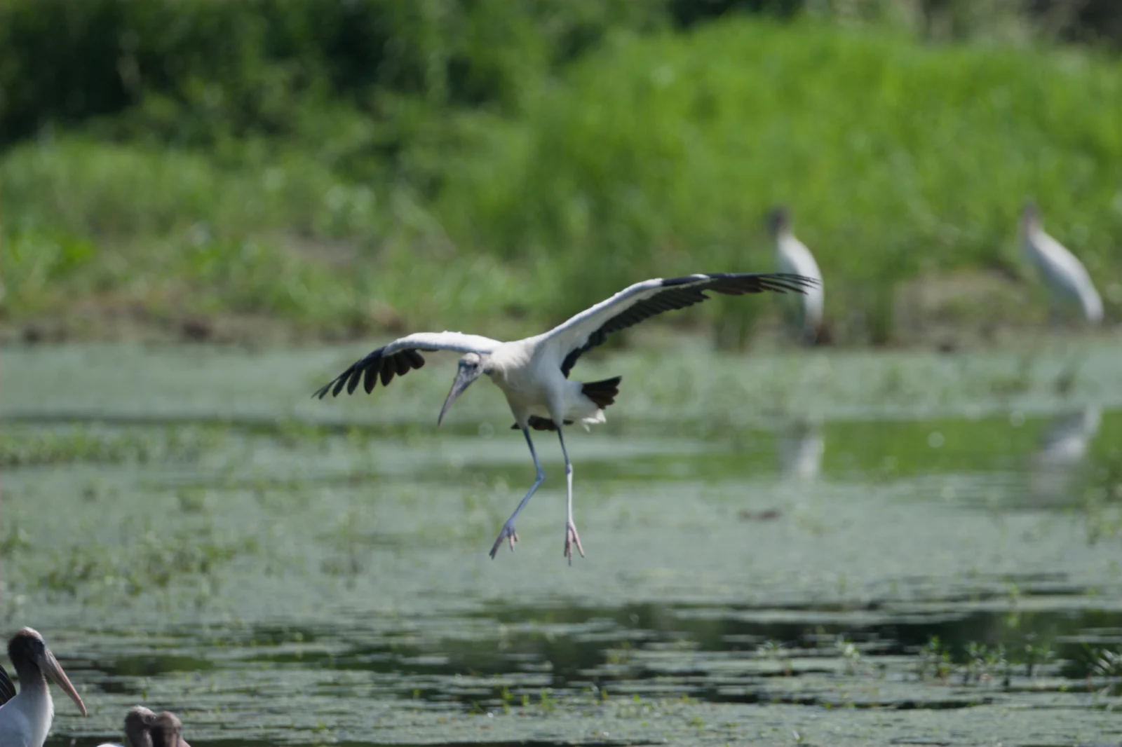 Wood Stork