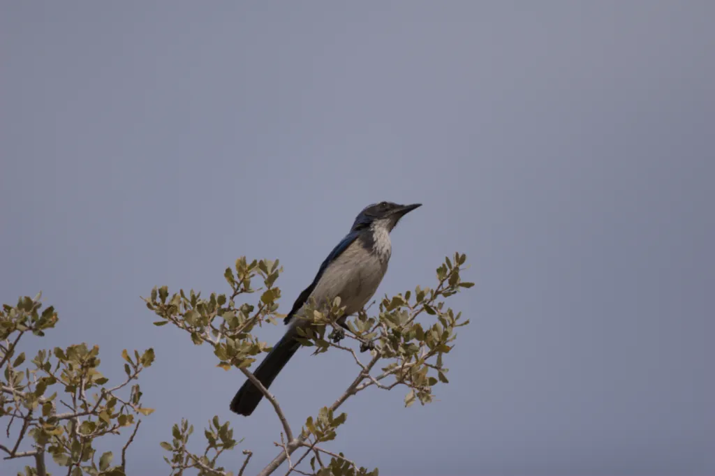 Woodhouse's Scrub-Jay