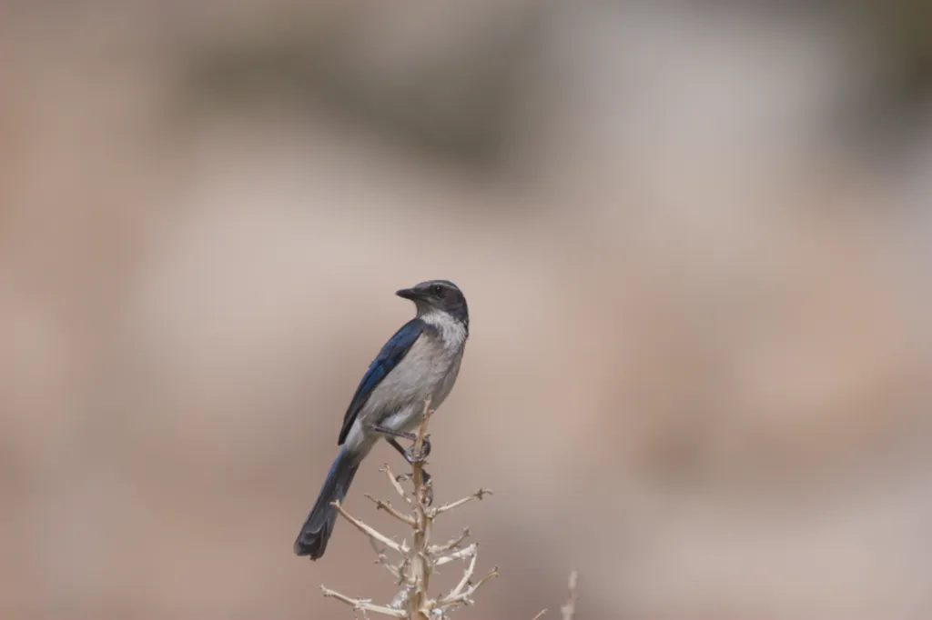 Woodhouse's Scrub-Jay