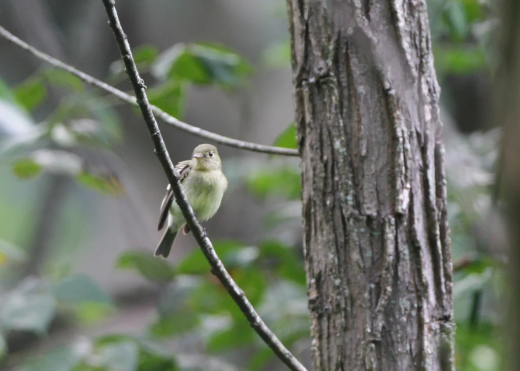 Yellow-bellied Flycatcher
