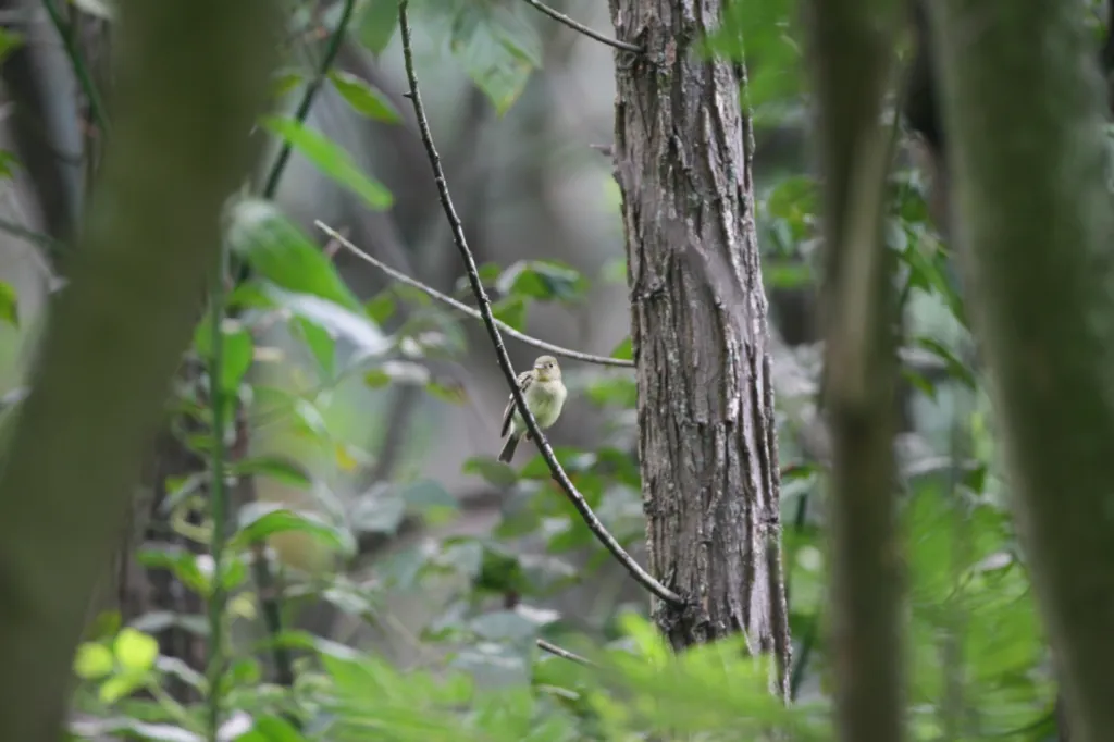 Yellow-bellied Flycatcher