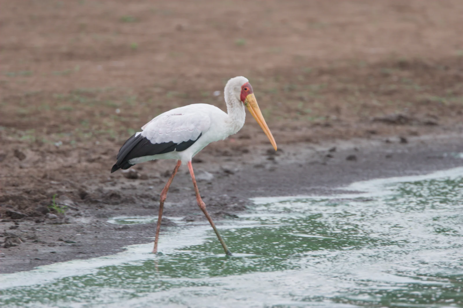 Yellow-billed Stork (Nimmersat)