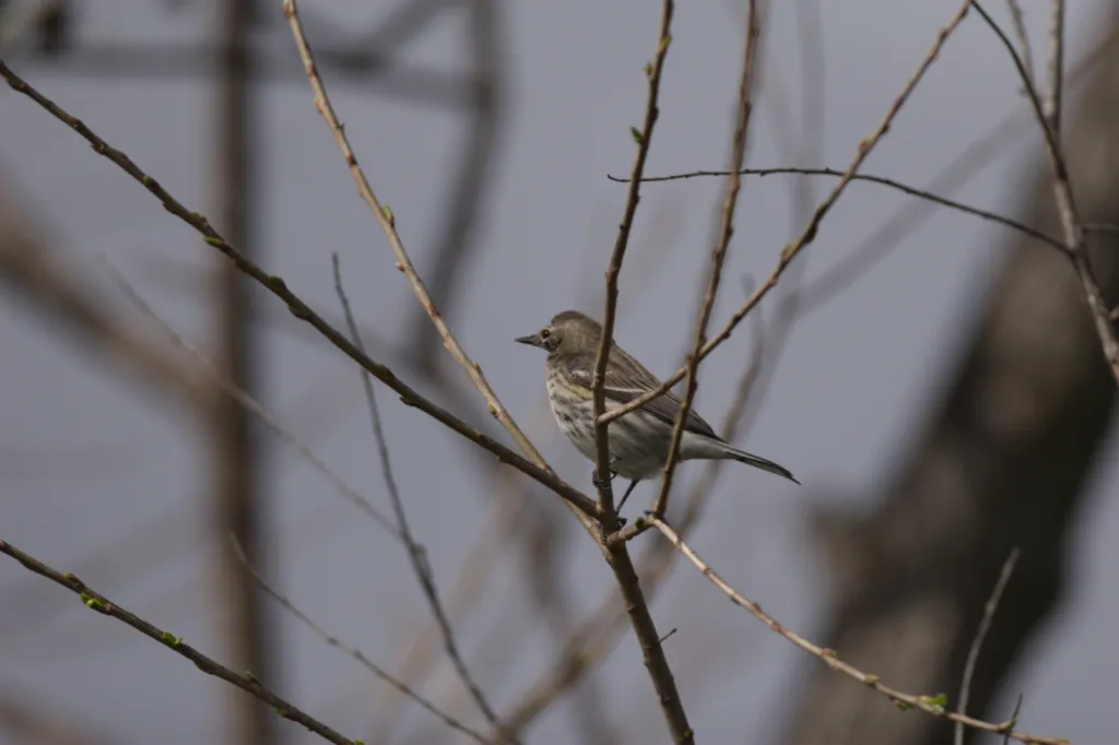 Yellow-rumped Warbler