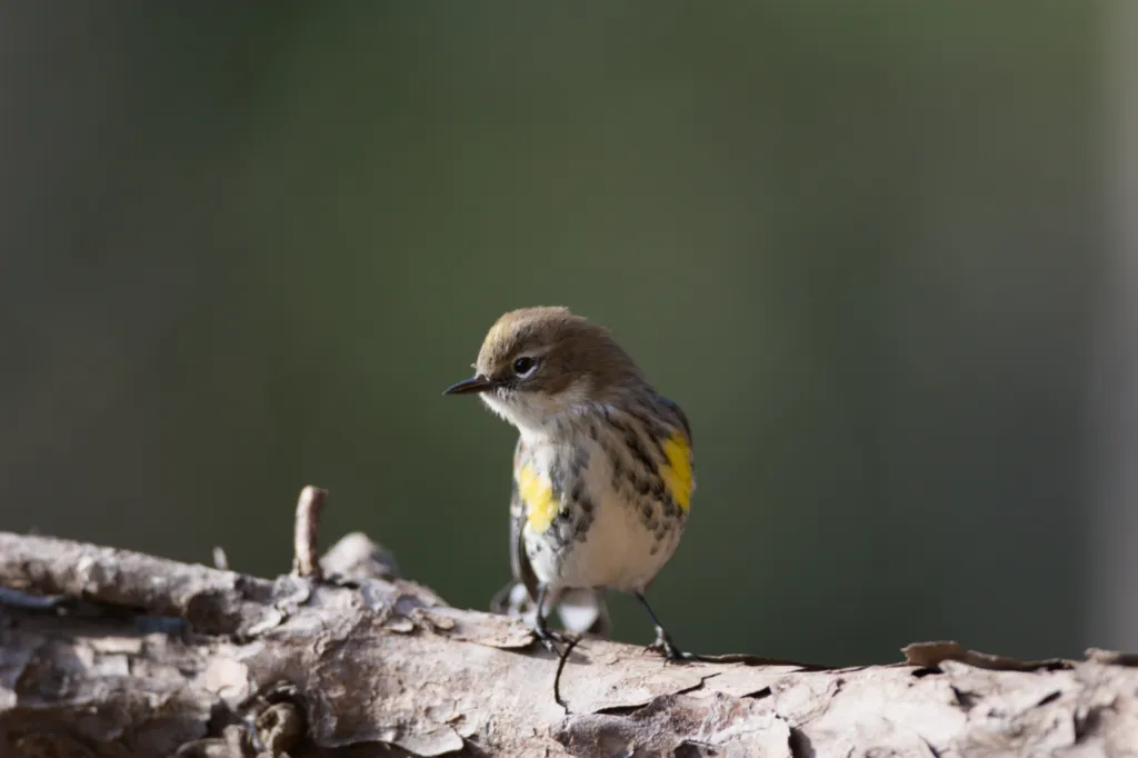 Yellow-rumped Warbler