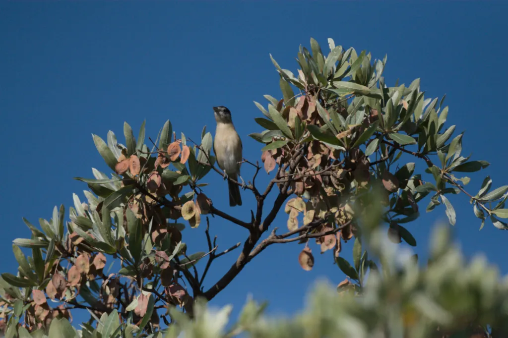 Yellow-throated Petronia (Geelvlekmossie)