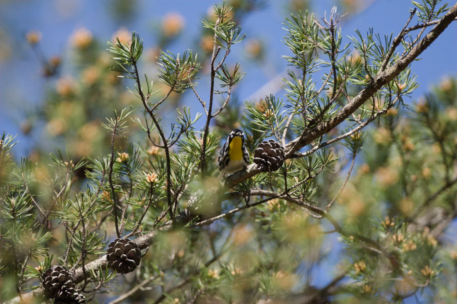 Yellow-throated Warbler (Geelkeelsanger)